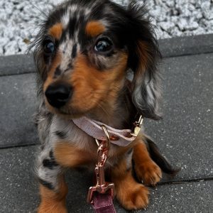 Mav
