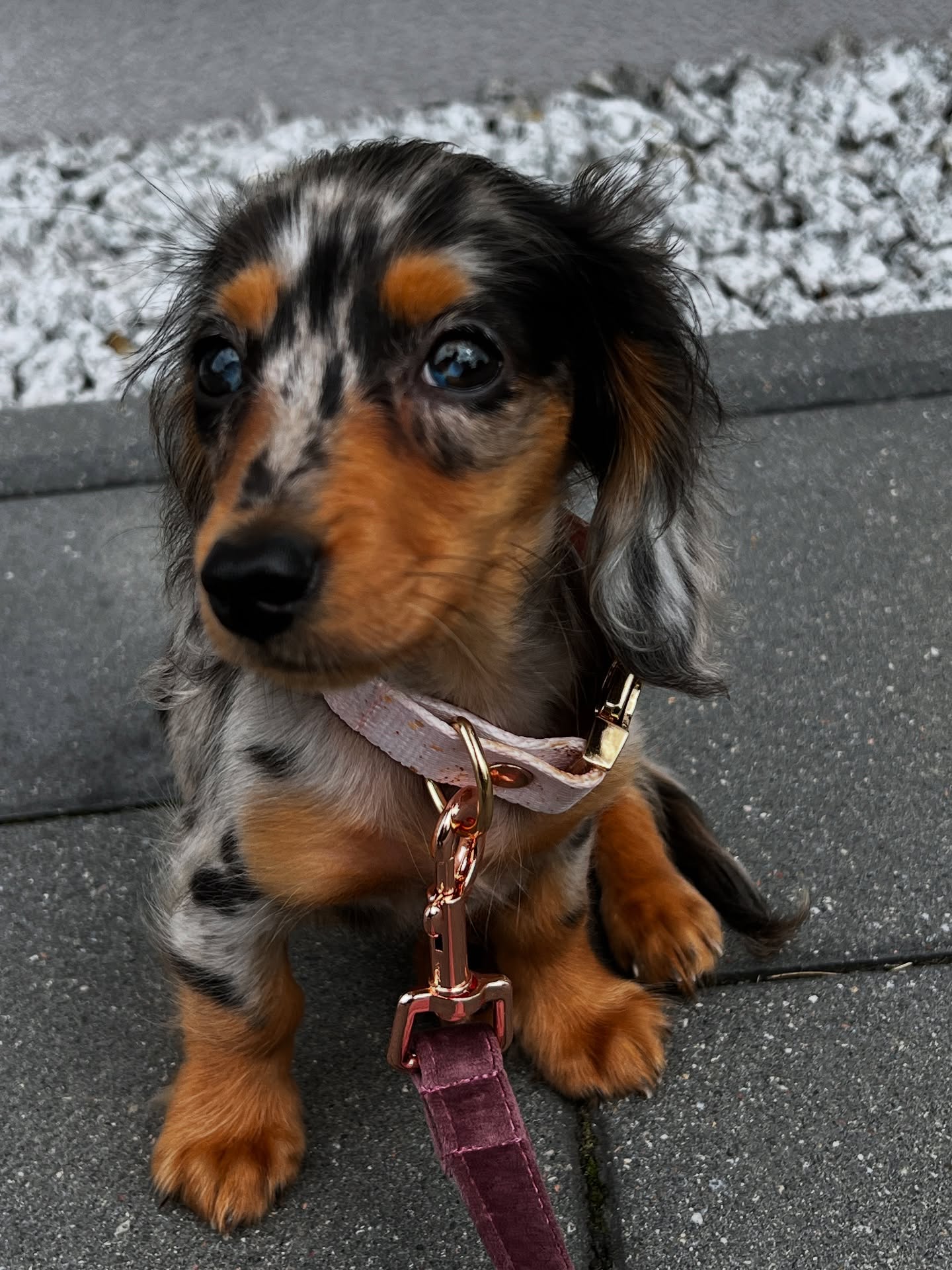 Mav