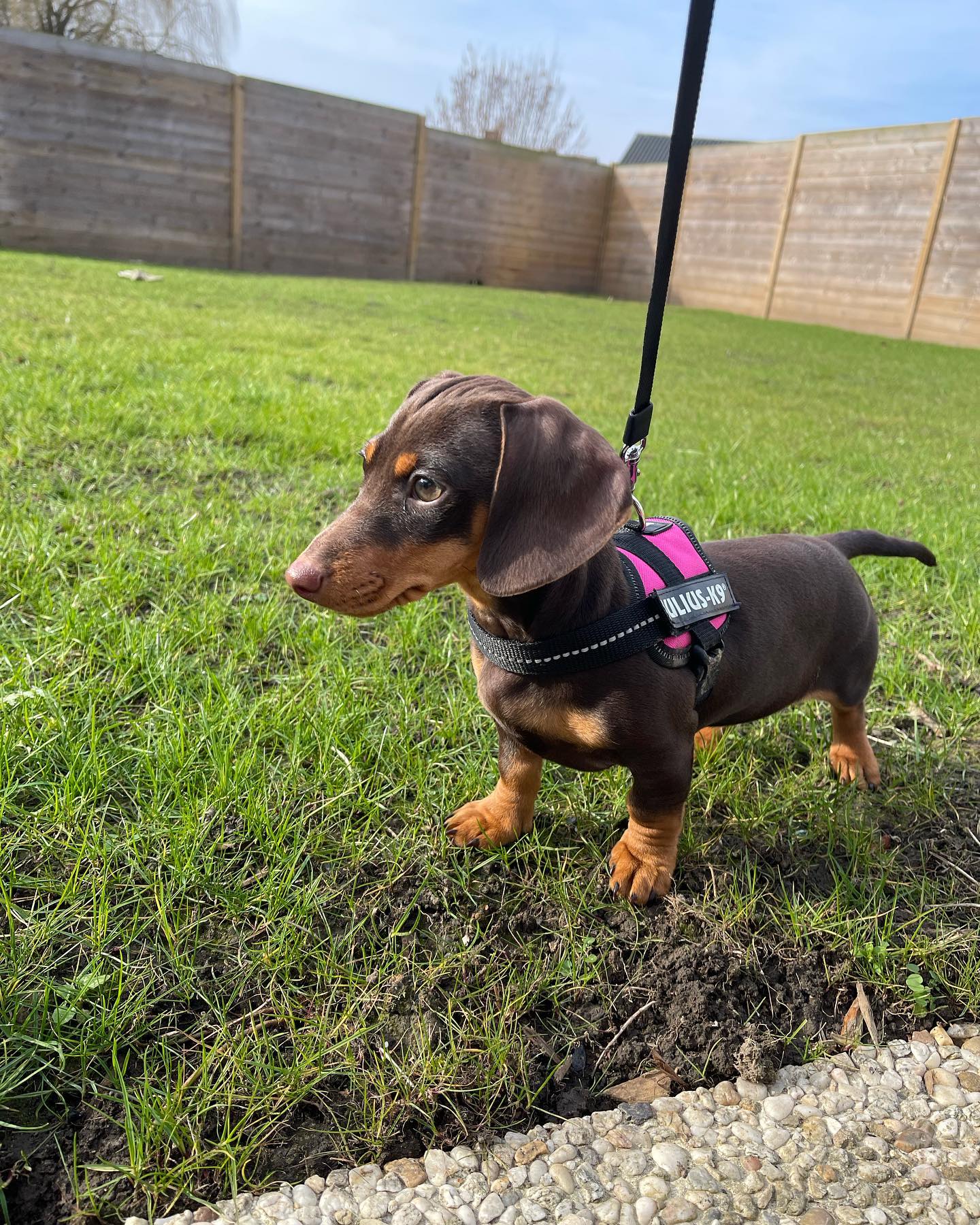 Maya