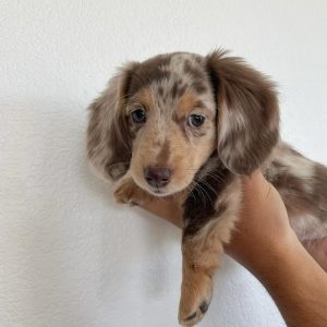 Sheila