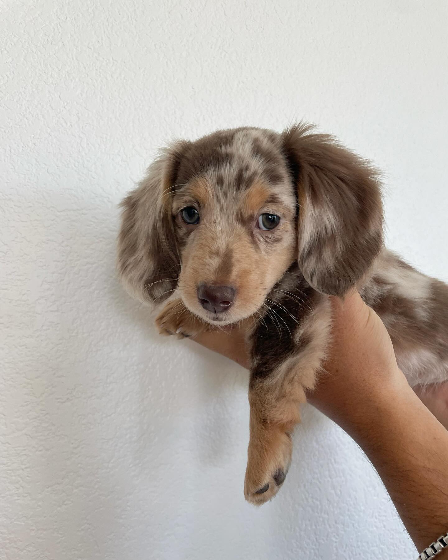 Sheila