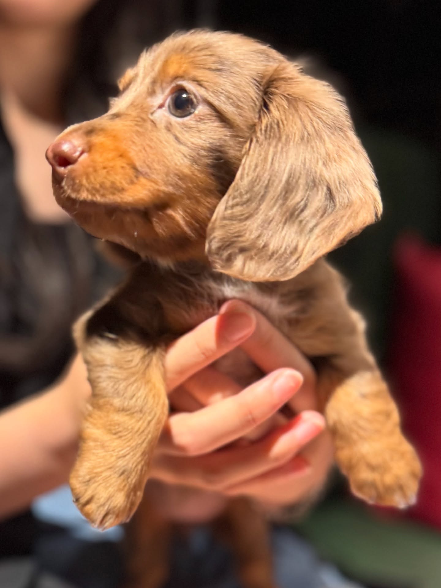 Fifi - Image 2
