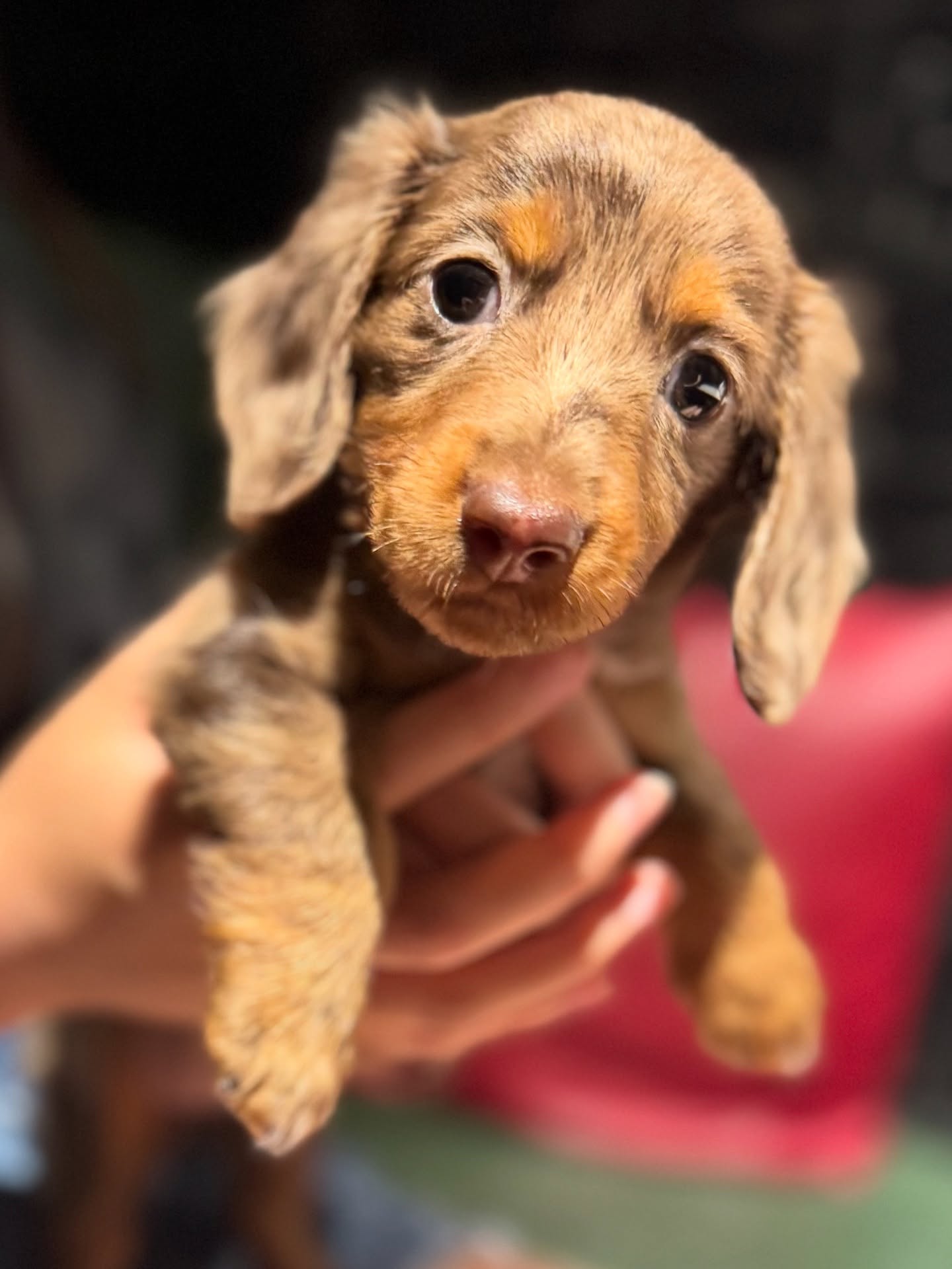 Fifi