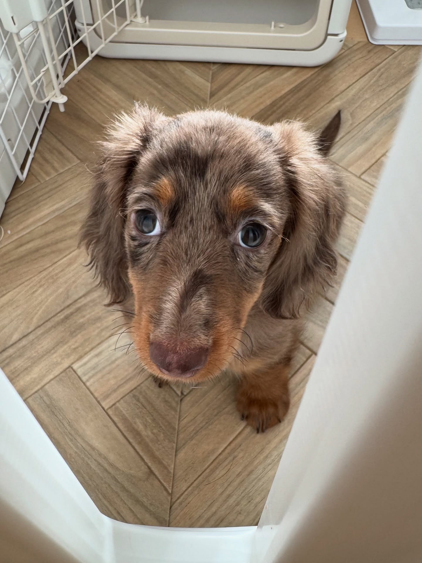 Fifi - Image 3
