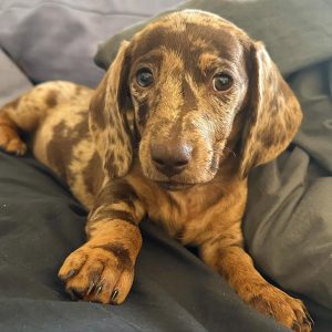 Bella