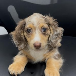 Daisy