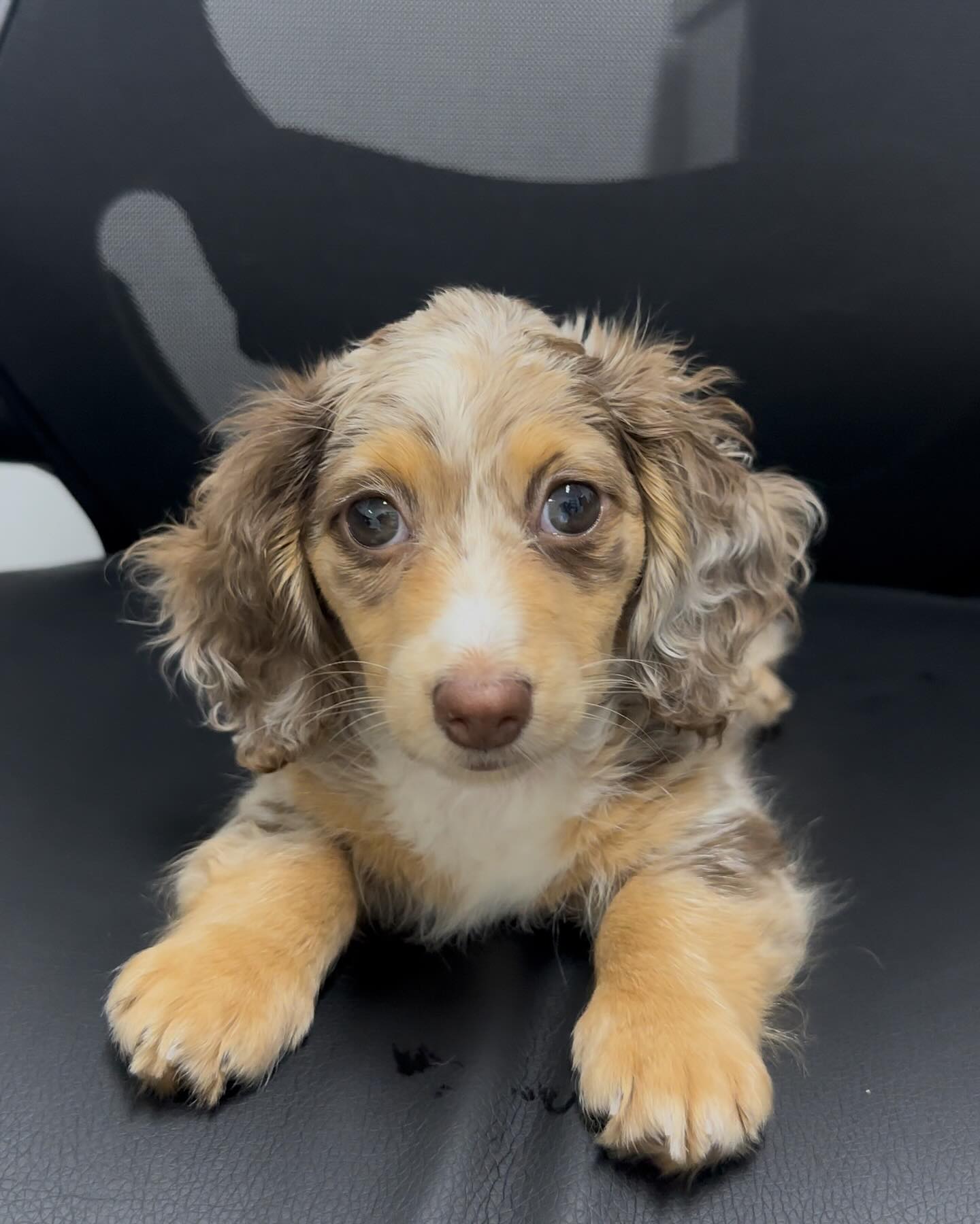 Daisy