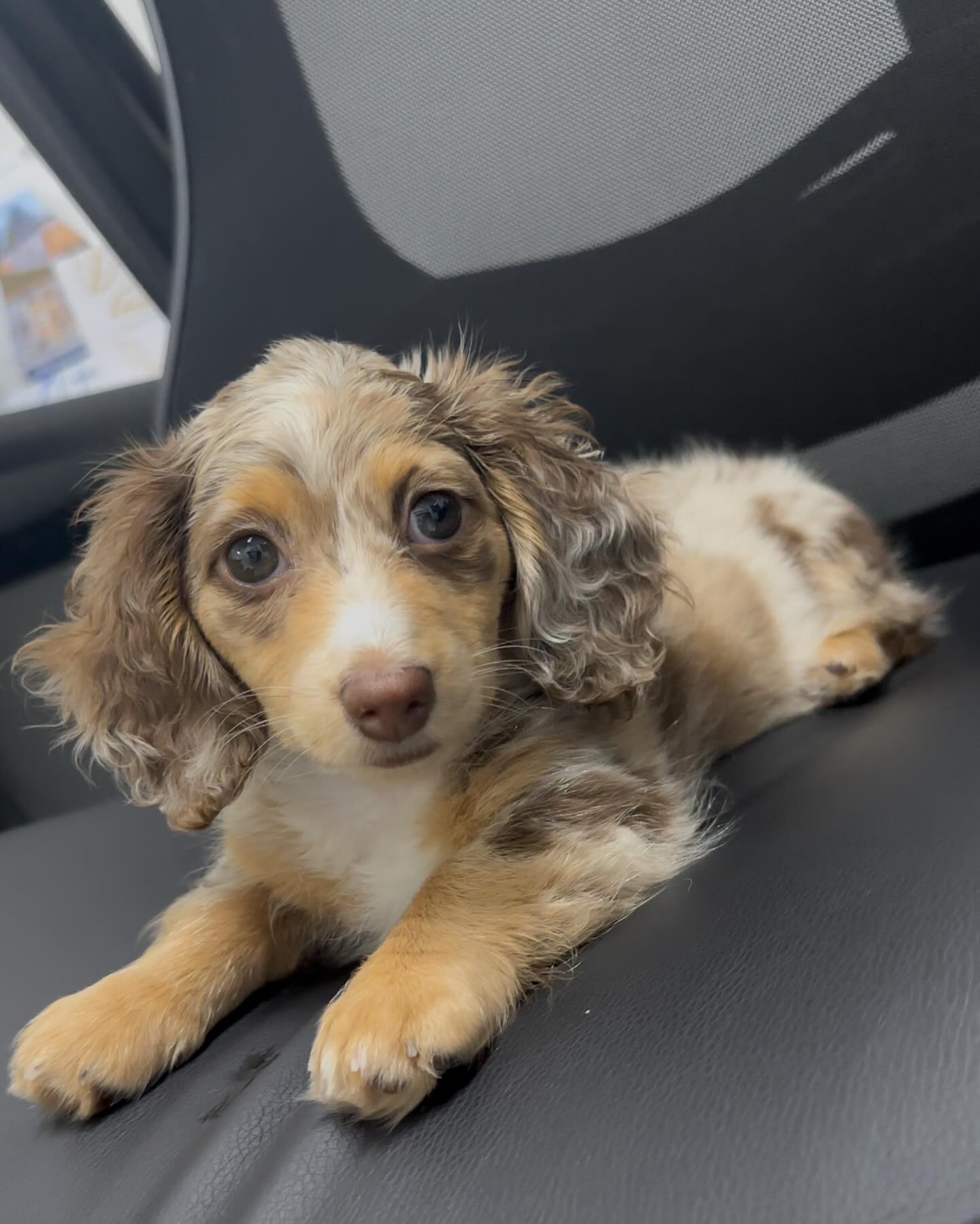 Daisy - Image 2