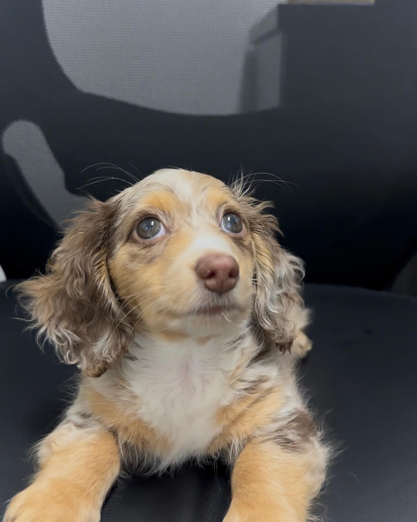 Daisy - Image 3