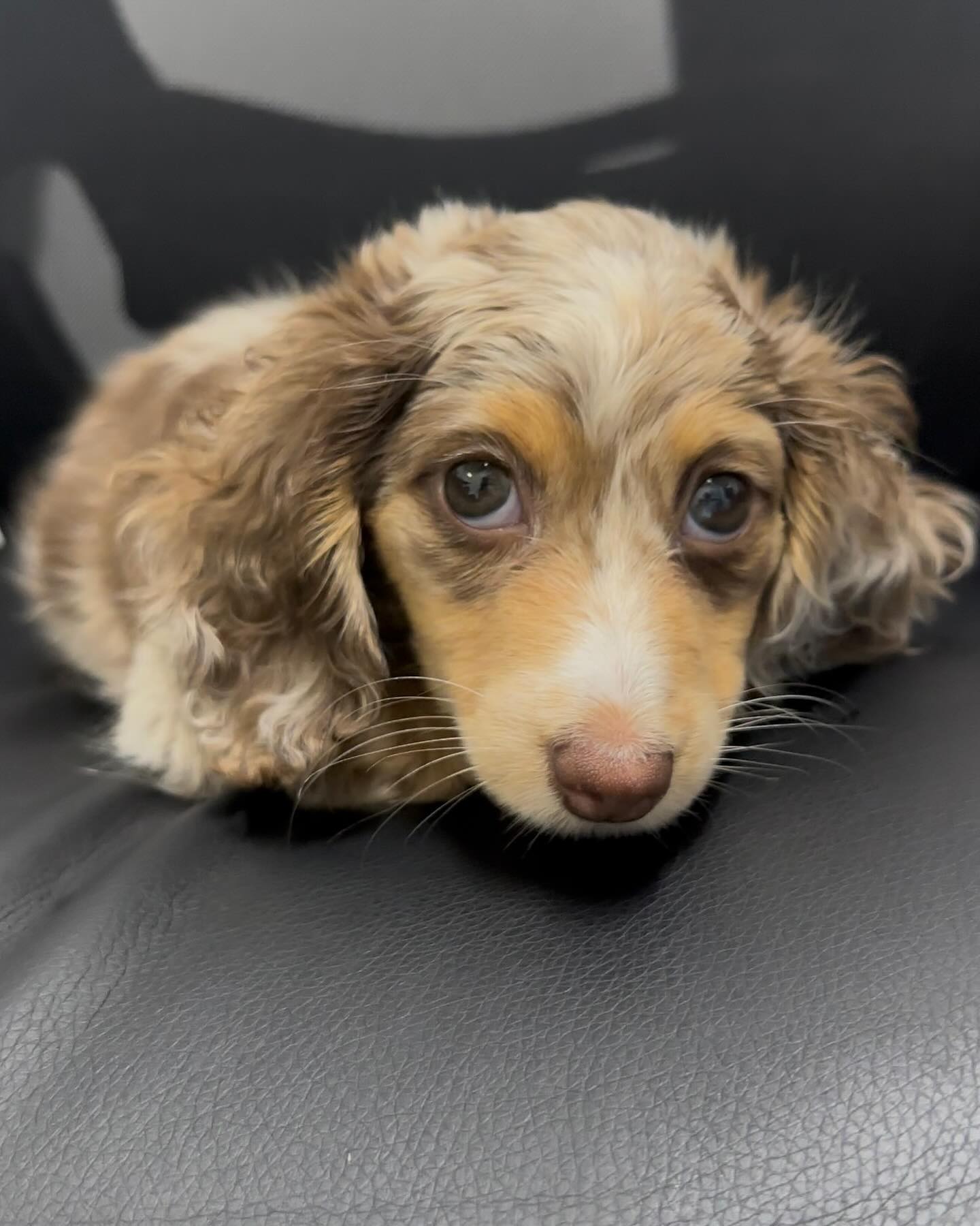 Daisy - Image 4