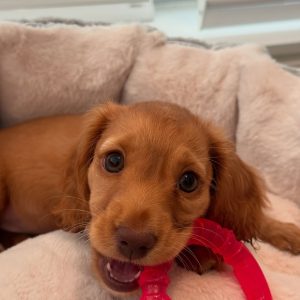 Ellie