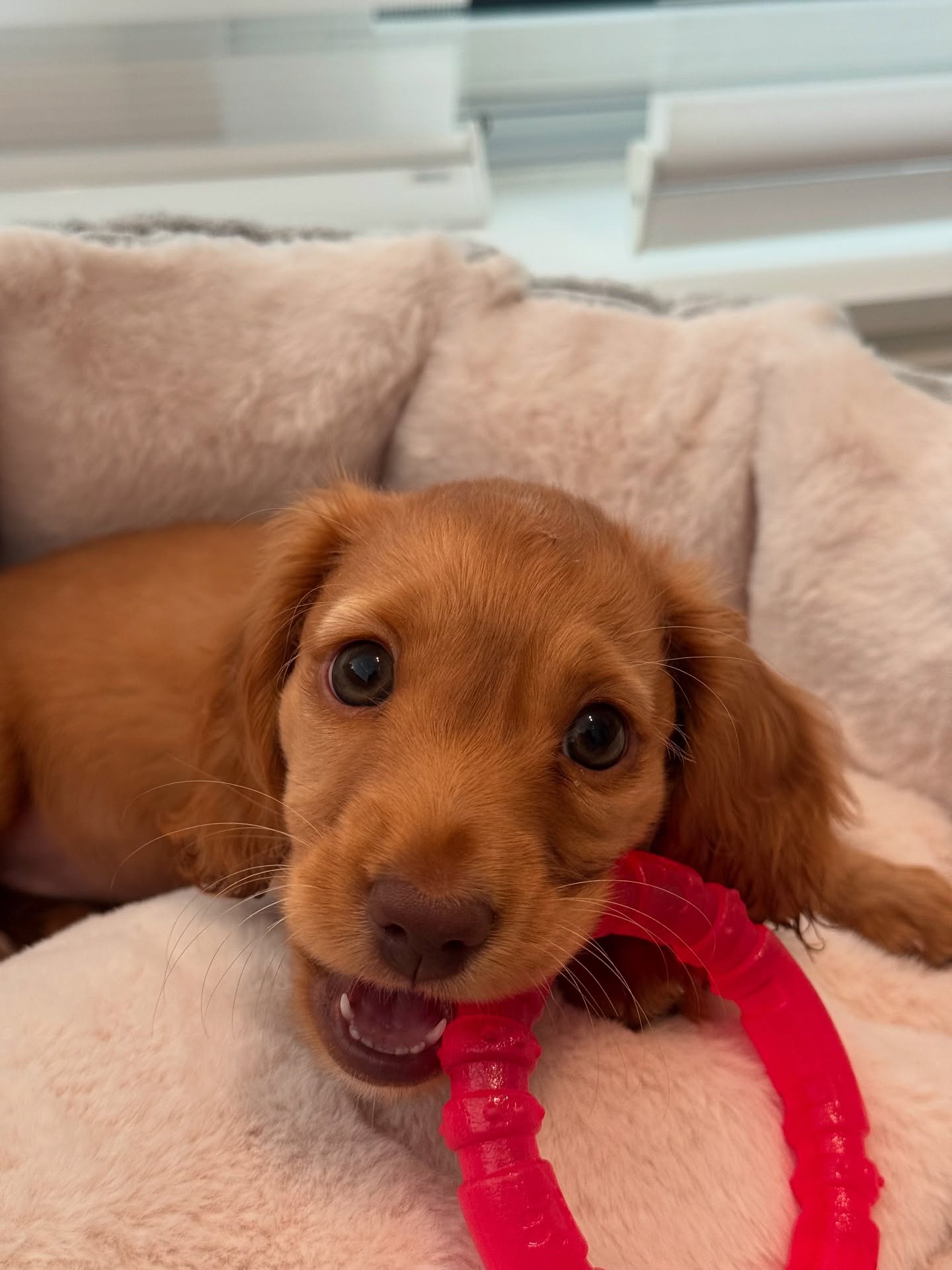 Ellie