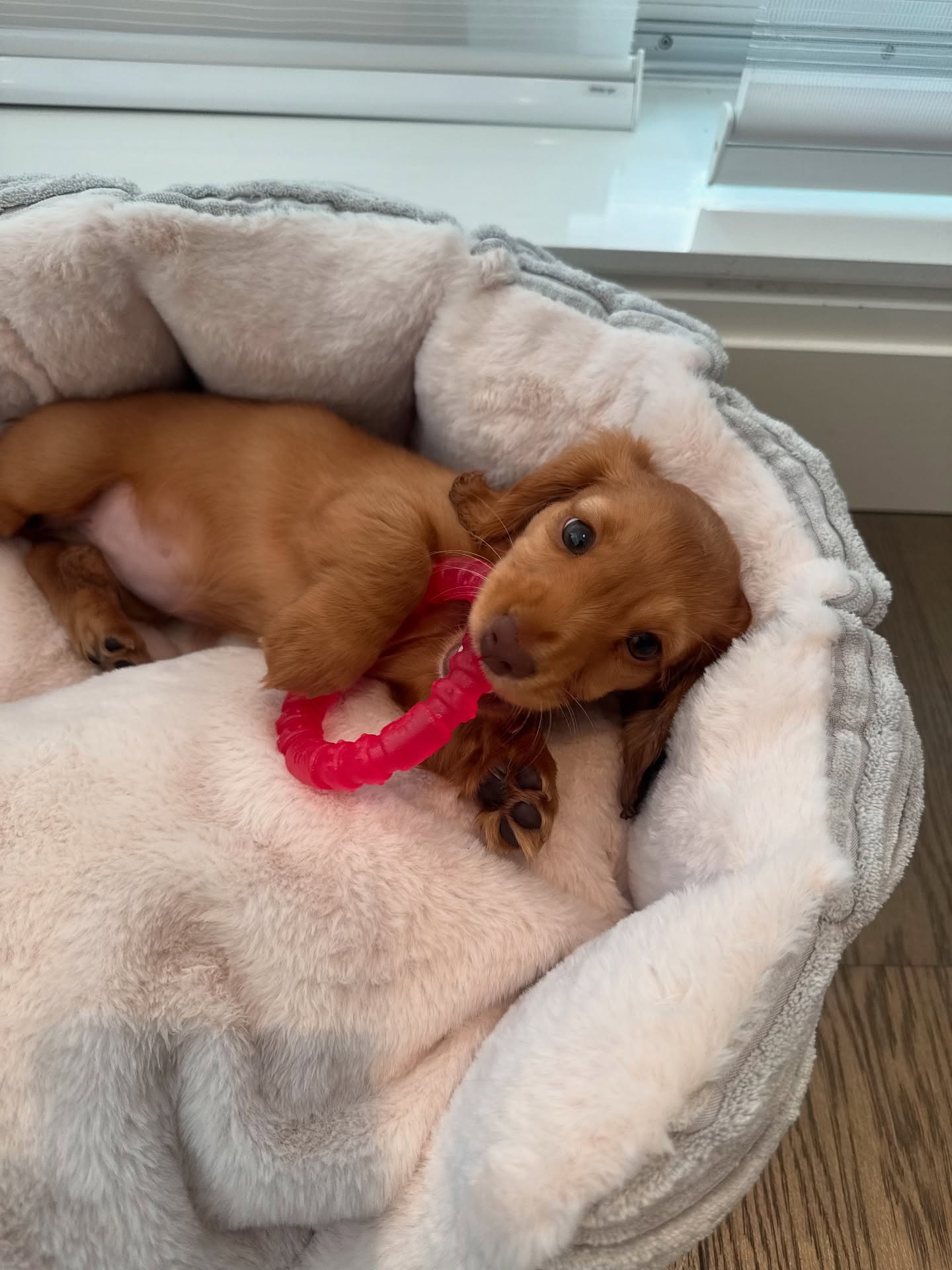 Ellie - Image 5